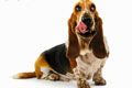 ЭКО Хаски Парк - иконка «для собак» в Истре